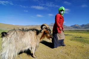 Nagqu Chiangtang Plateau Grassland